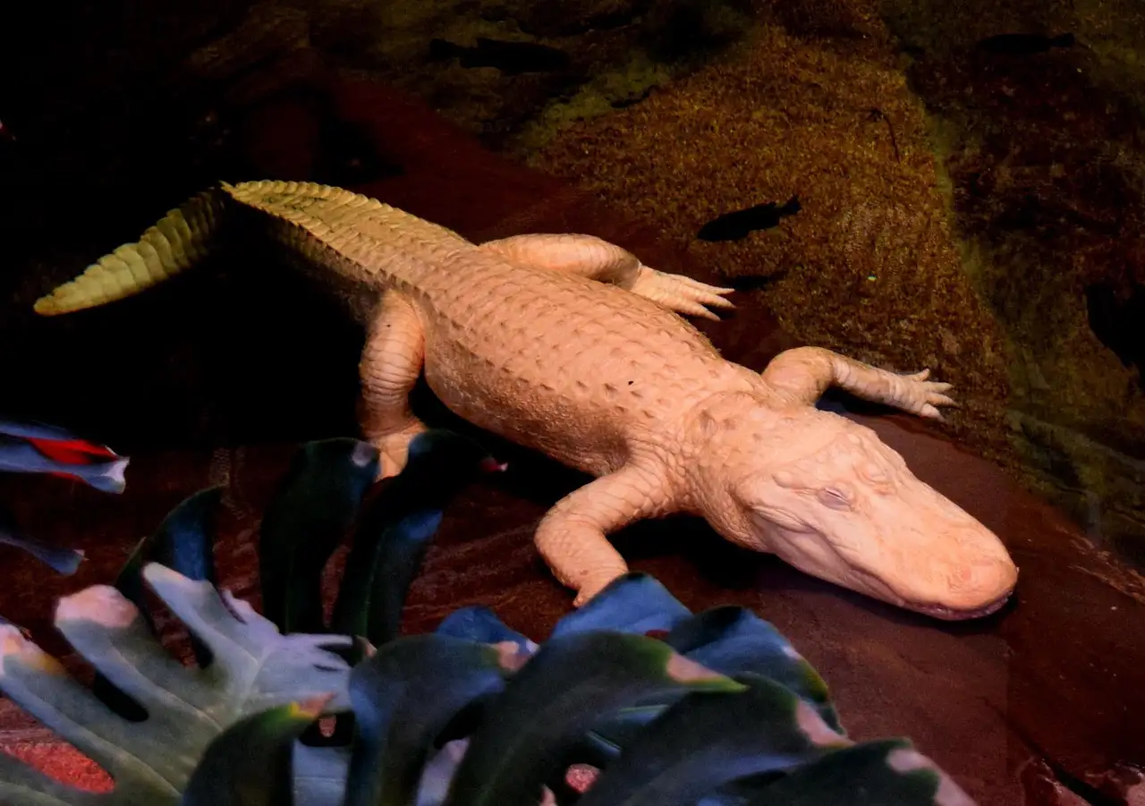 The albino alligator in its swamp exhibit at the California Academy of Sciences