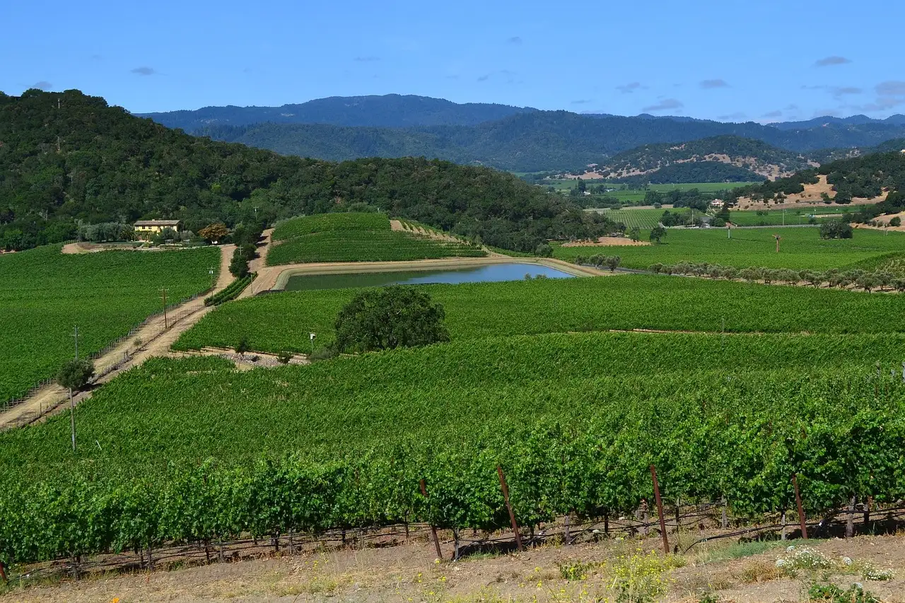Green vineyards on a valley floor in California wine country