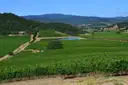 Green vineyards on a valley floor in California wine country