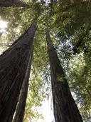 Two coast redwood trunks reaching up into the forest