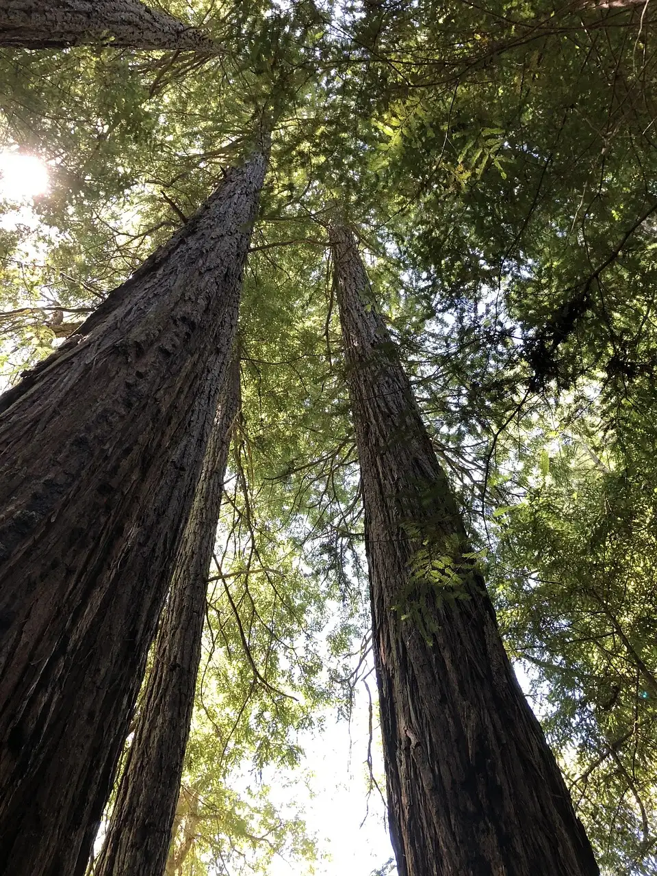 Two coast redwood trunks reaching up into the forest