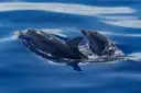 Two dolphins surfacing side by side