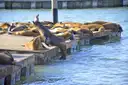 Sea lions resting on the floating docks at Pier 39 in San Francisco