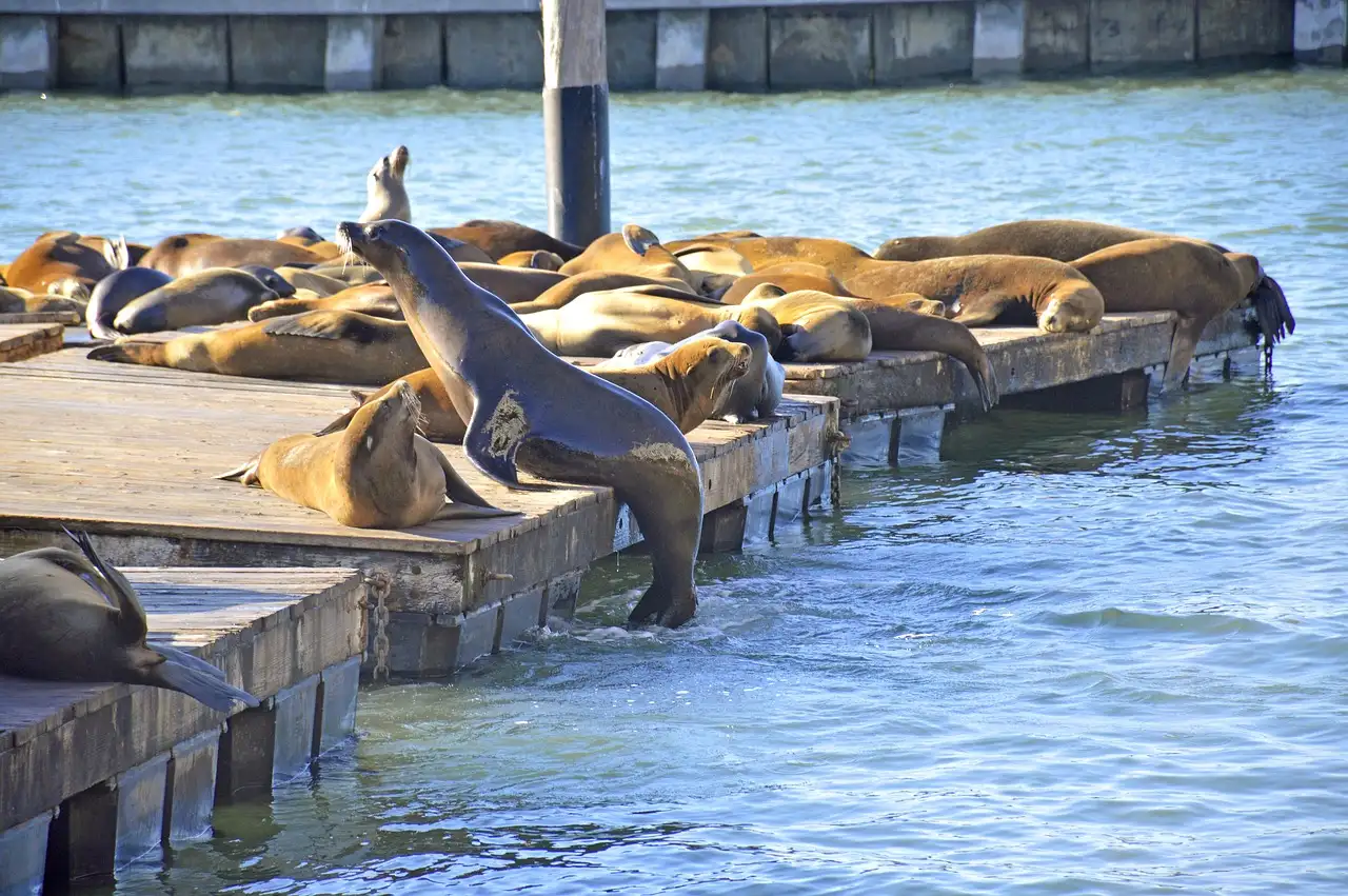 Sea lions resting on the floating docks at Pier 39 in San Francisco