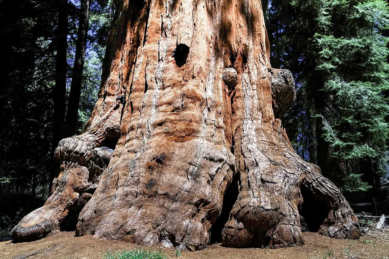The huge trunk of a giant sequoia