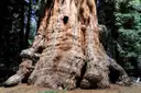 The huge trunk of a giant sequoia