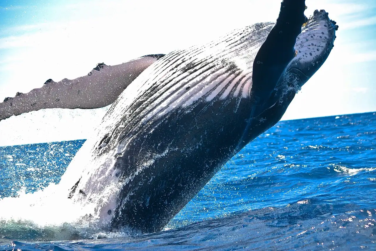 A humpback whale breaching out of the ocean