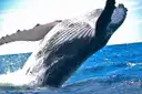 A humpback whale breaching out of the ocean
