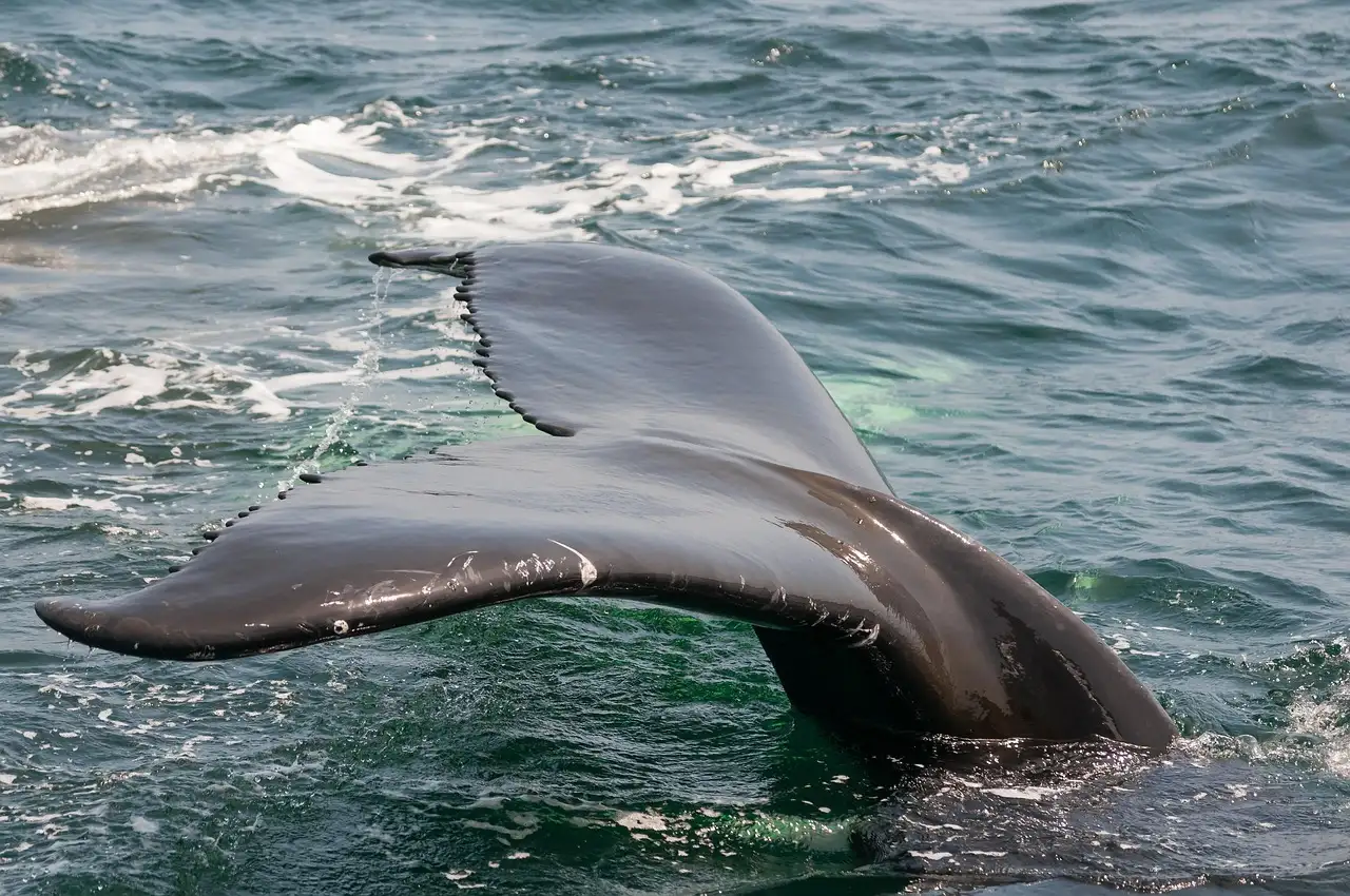 A humpback whale's fluke above the water off Monterey