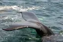 A humpback whale's fluke above the water off Monterey