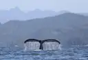 A humpback whale's fluke with water dripping off it
