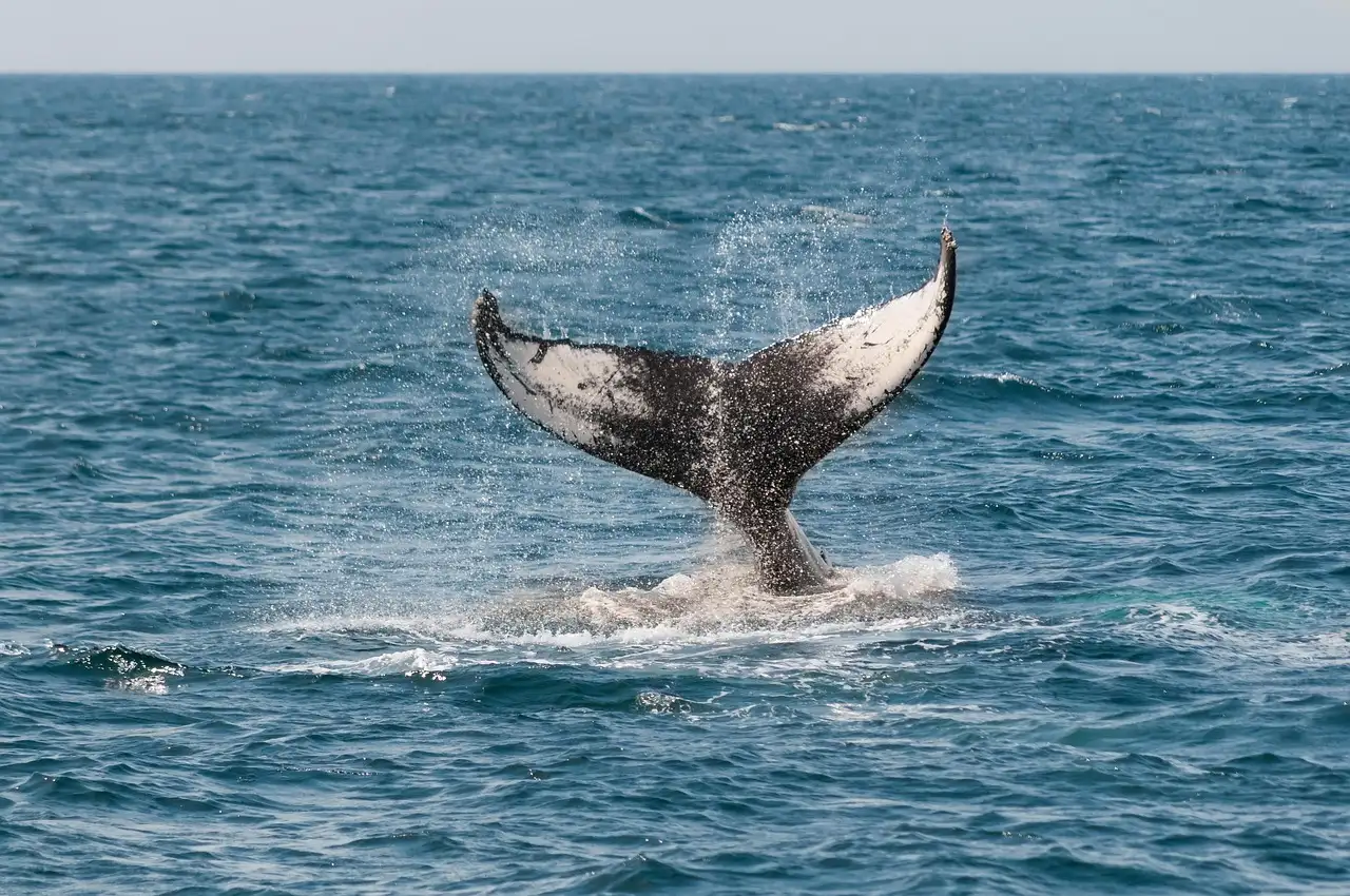 A humpback whale raising its tail in Monterey Bay