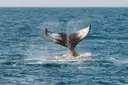 A humpback whale raising its tail in Monterey Bay