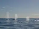 Three humpback whales blowing spouts of mist at the surface of the ocean
