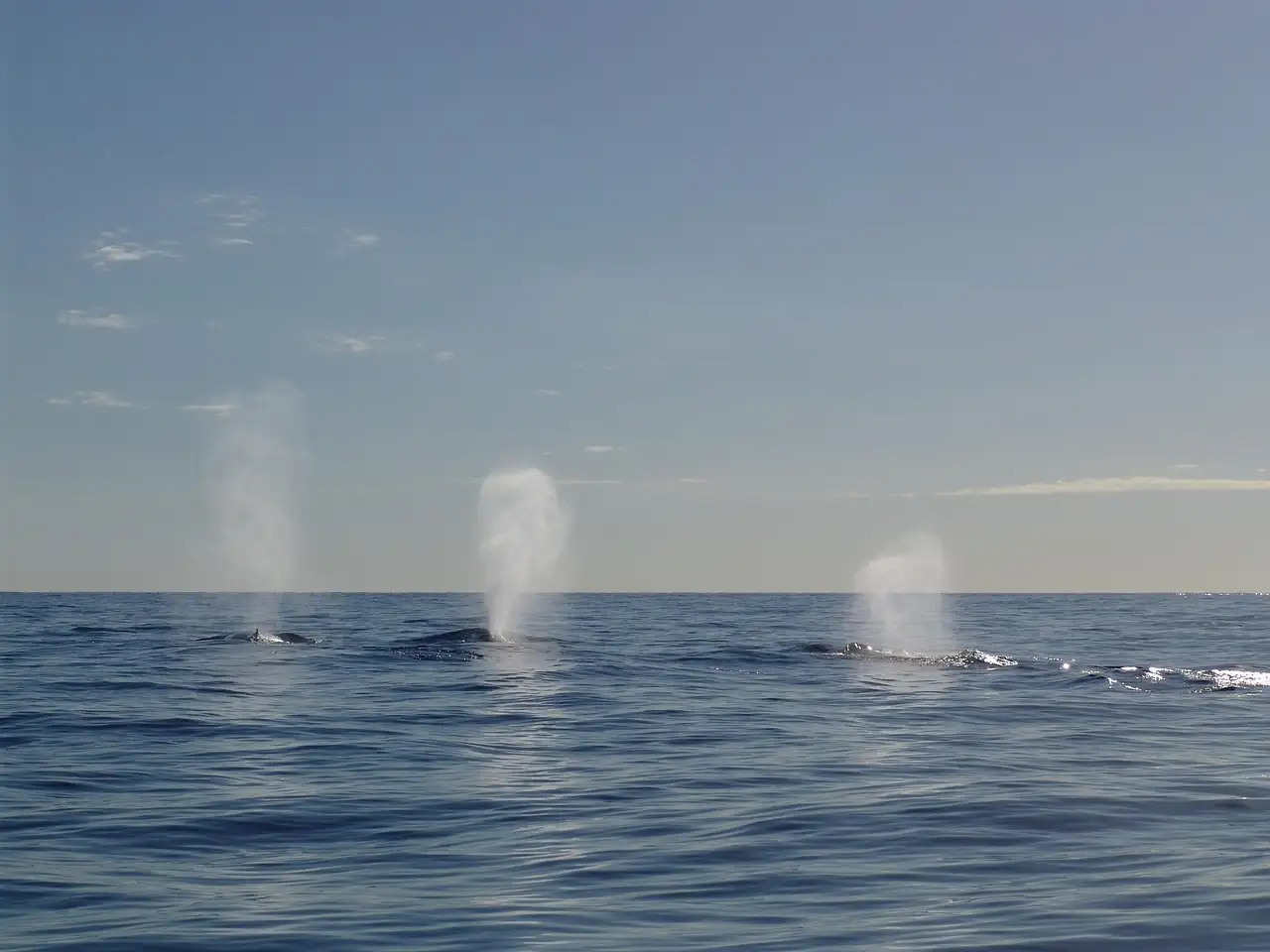 Three humpback whales blowing spouts of mist at the surface of the ocean