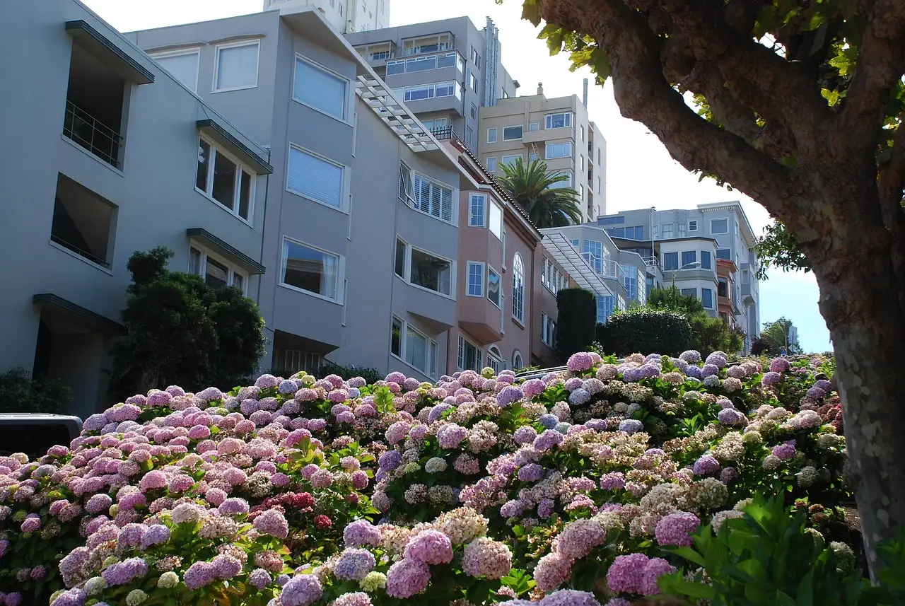 Pink hydrangeas in bloom on the hillside of Lombard Street in San Francisco
