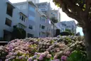 Pink hydrangeas in bloom on the hillside of Lombard Street in San Francisco