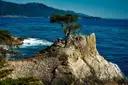 The Lone Cypress on its granite rock above the Pacific, on 17-Mile Drive