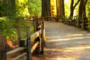 A dirt path with a wooden fence running through a redwood forest