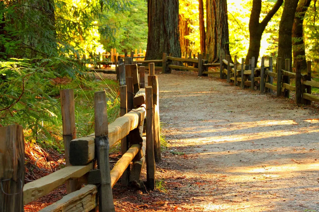 A dirt path with a wooden fence running through a redwood forest