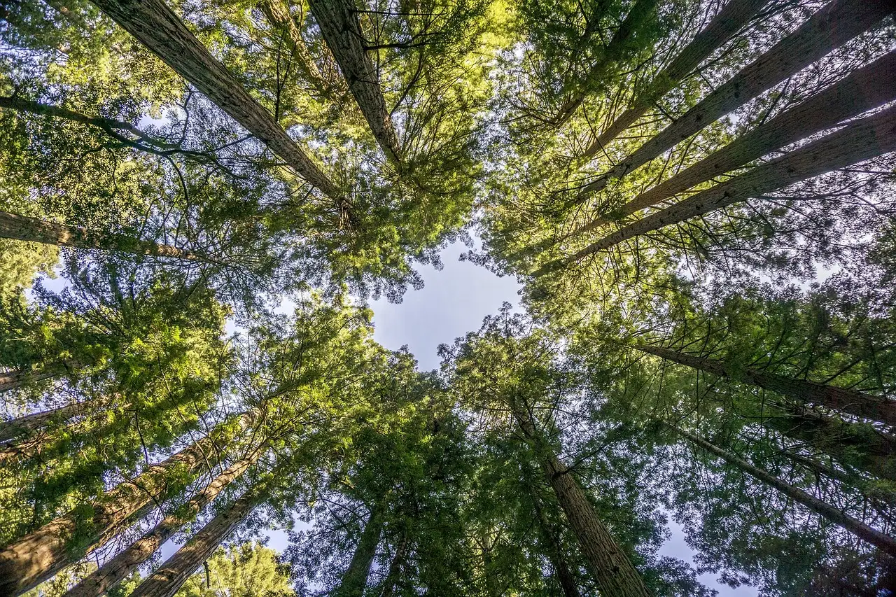 Looking up into the redwood canopy in Muir Woods