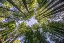 Looking up into the redwood canopy in Muir Woods