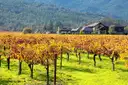 A Napa Valley vineyard in autumn colours, with a winery building behind