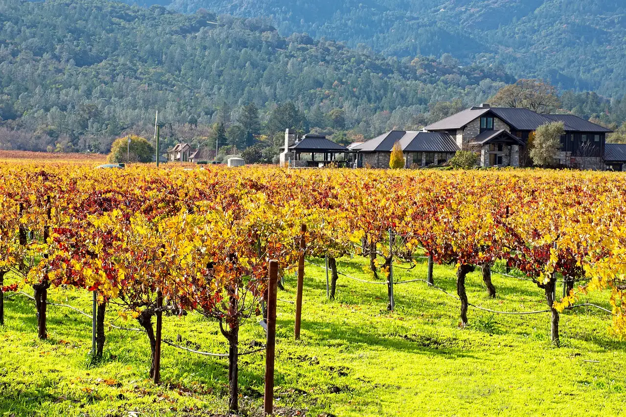 A Napa Valley vineyard in autumn colours, with a winery building behind