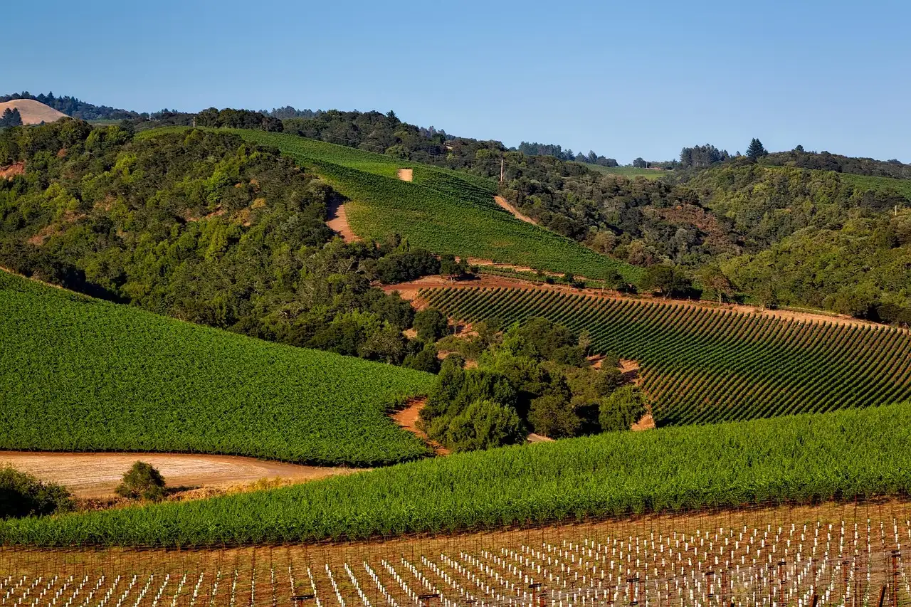 Vineyards on the rolling hills of Napa Valley