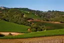 Vineyards on the rolling hills of Napa Valley