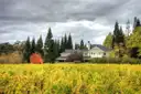 A Napa Valley vineyard in yellow autumn leaf with a winery house and trees