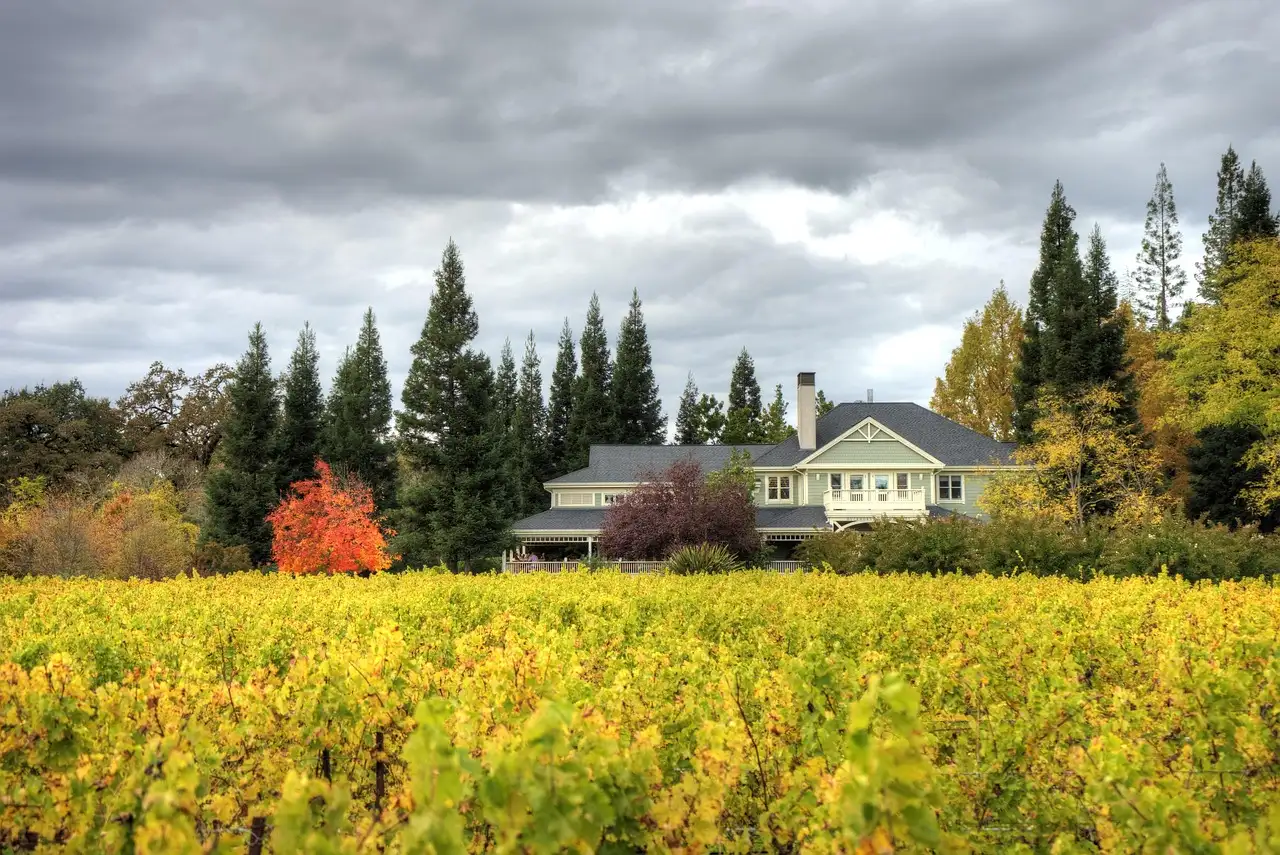 A Napa Valley vineyard in yellow autumn leaf with a winery house and trees
