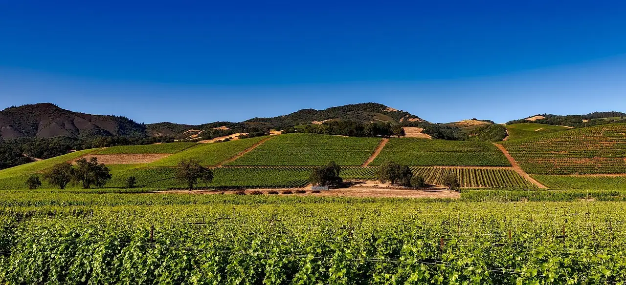 Vineyards across the floor of Napa Valley