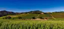 Vineyards across the floor of Napa Valley
