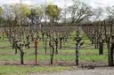 Rows of old vines in a Napa Valley vineyard