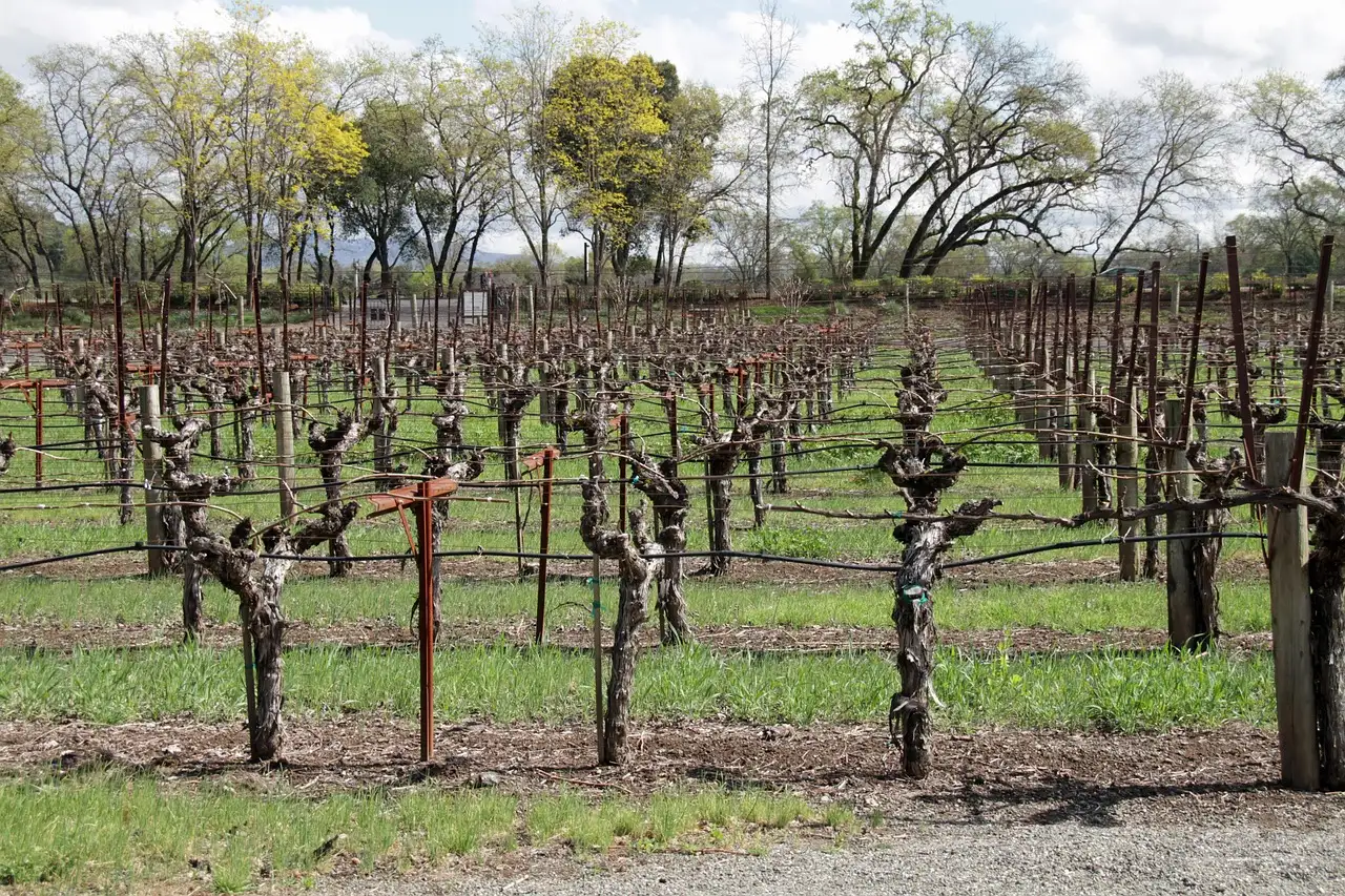 Rows of old vines in a Napa Valley vineyard