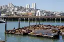 Sea lions on the floating docks at Pier 39, with the city behind