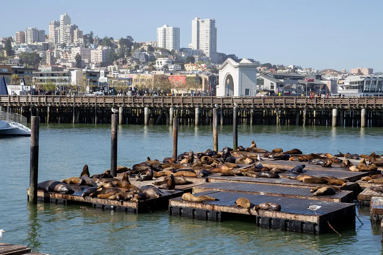 Sea lions on the floating docks at Pier 39, with the city behind