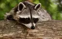 A raccoon resting on a log