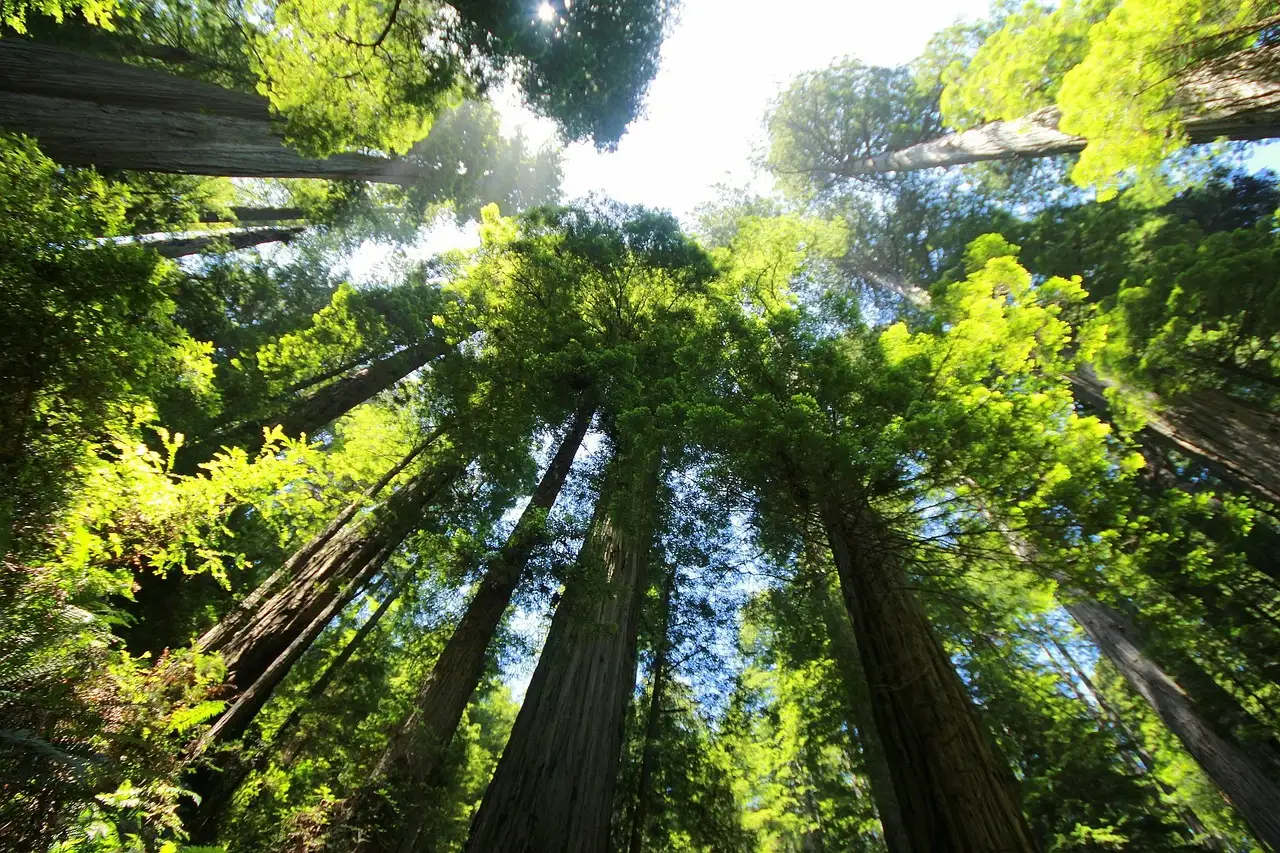 A ring of redwood trunks rising into the green canopy