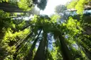 A ring of redwood trunks rising into the green canopy