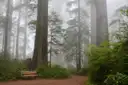 A trail through a foggy coast redwood grove
