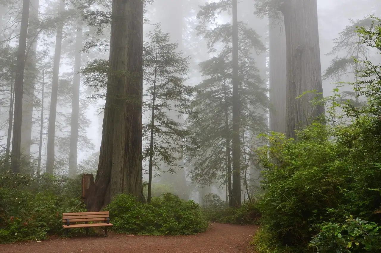 A trail through a foggy coast redwood grove