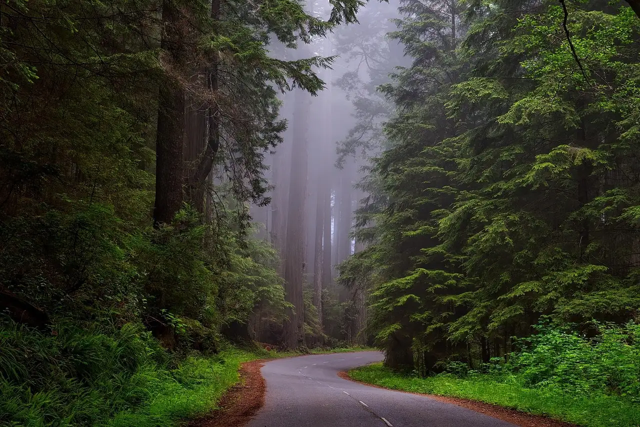 A road through a misty coast redwood forest