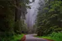 A road through a misty coast redwood forest