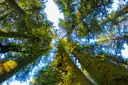 Tall redwood trees seen from the forest floor