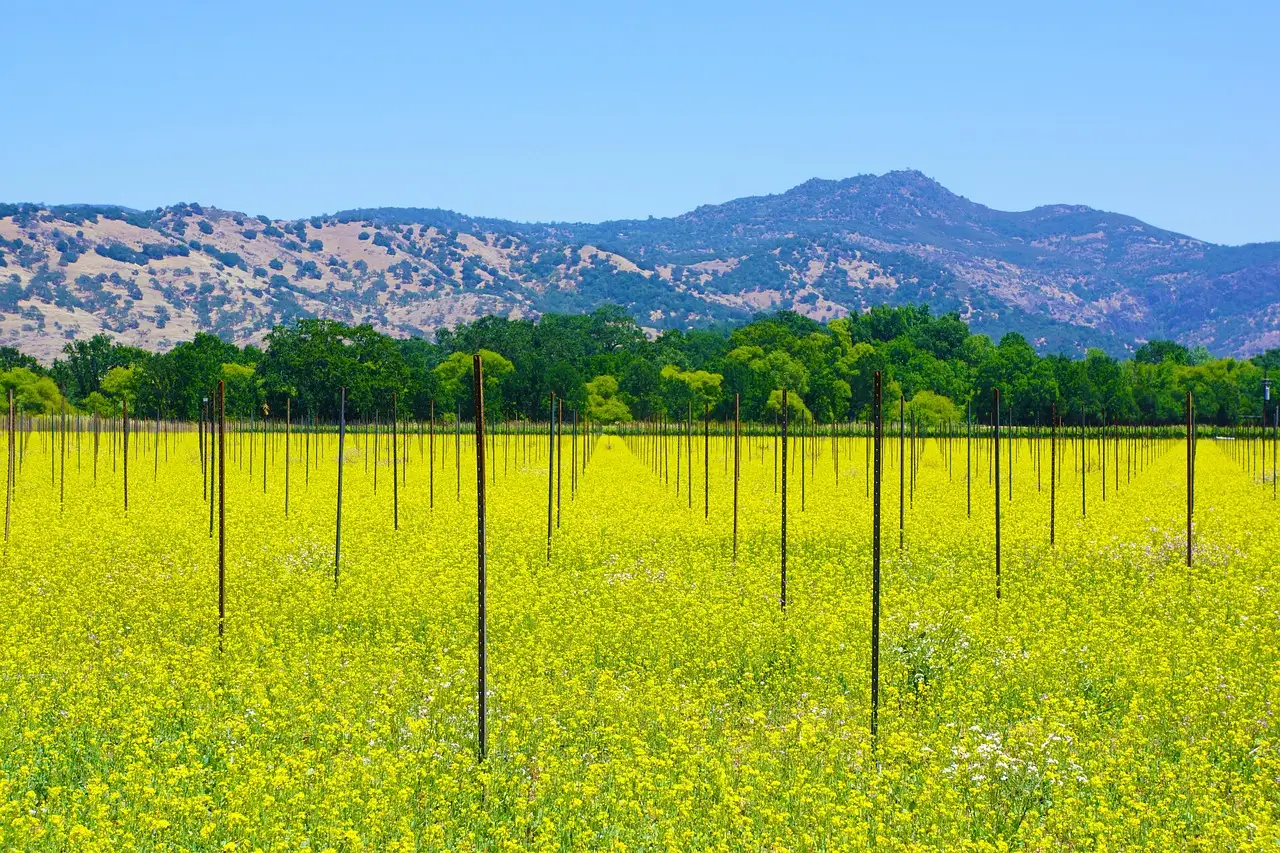 Vineyard rows in a field of yellow mustard flowers in Napa Valley