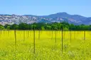 Vineyard rows in a field of yellow mustard flowers in Napa Valley