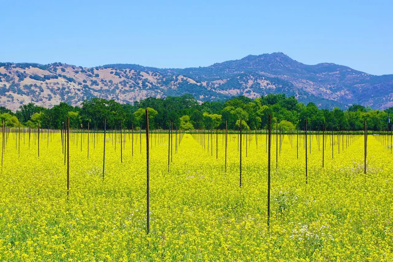 Vineyard rows in a field of yellow mustard flowers in Napa Valley