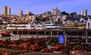 Sea lions on the docks at Fisherman's Wharf, with the waterfront behind